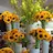 Sunflower22
