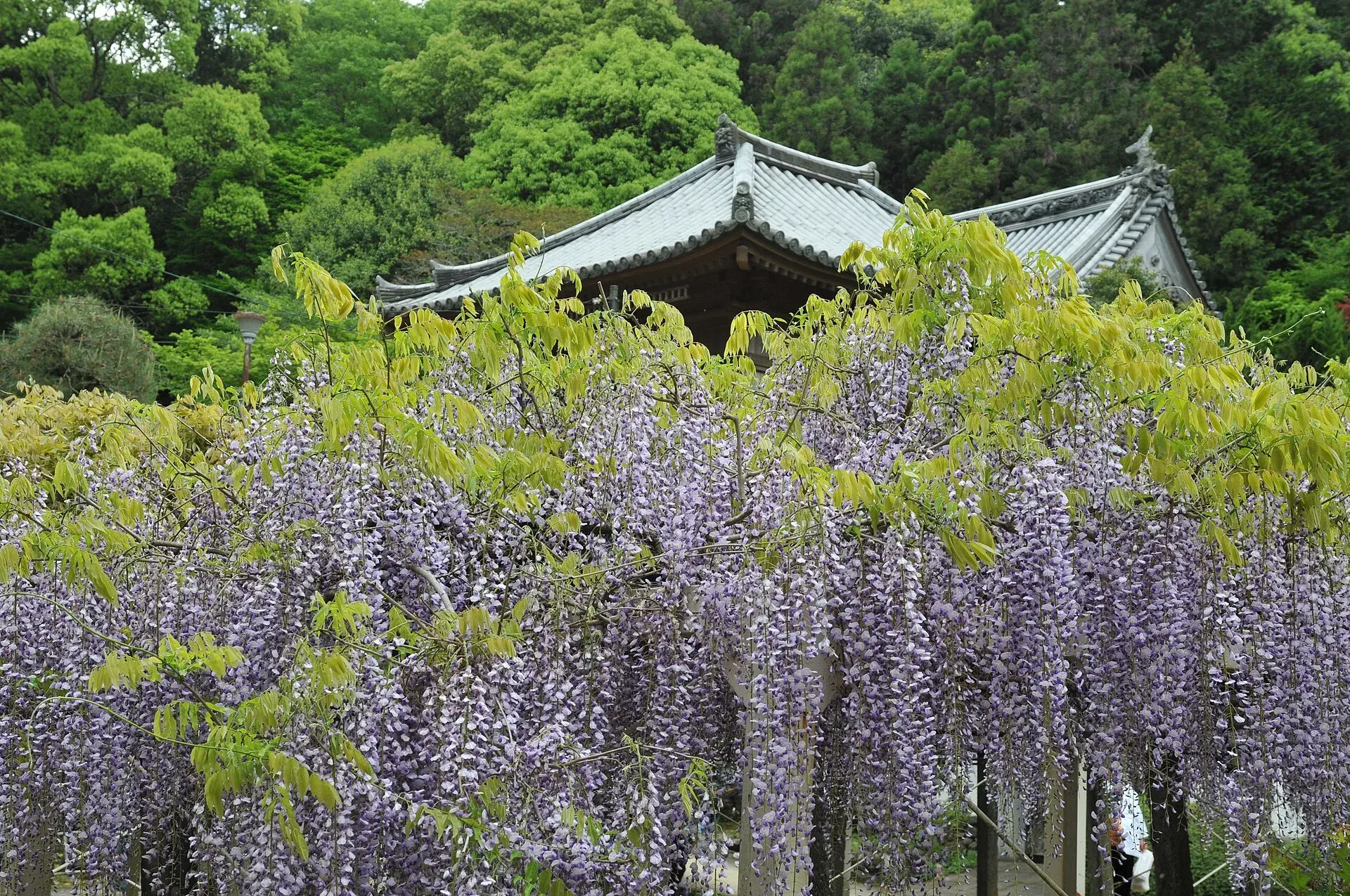第11番 金剛山 一乗院 藤井寺 境内
