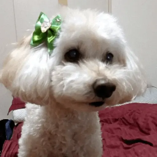 プロフィール写真