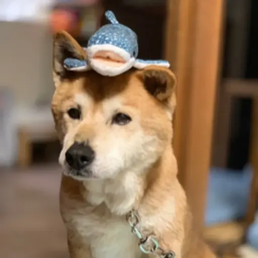 プロフィール写真