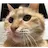 ちぷぞう