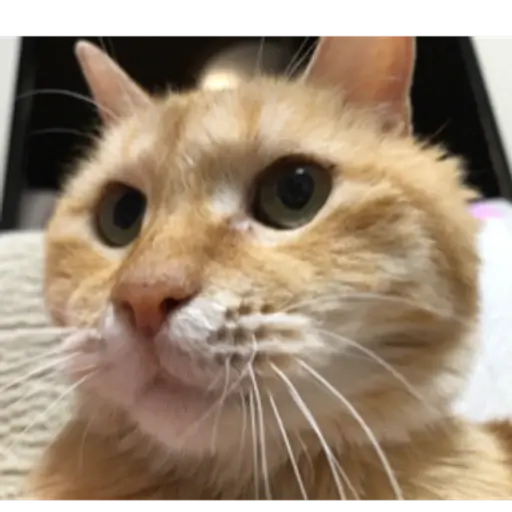 プロフィール写真