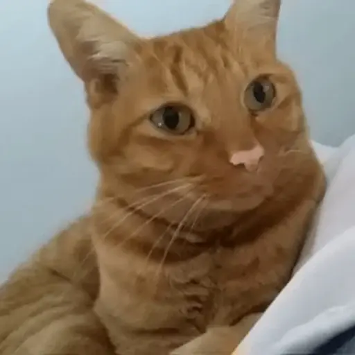 プロフィール写真