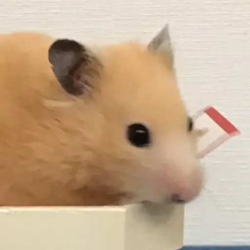 プロフィール写真