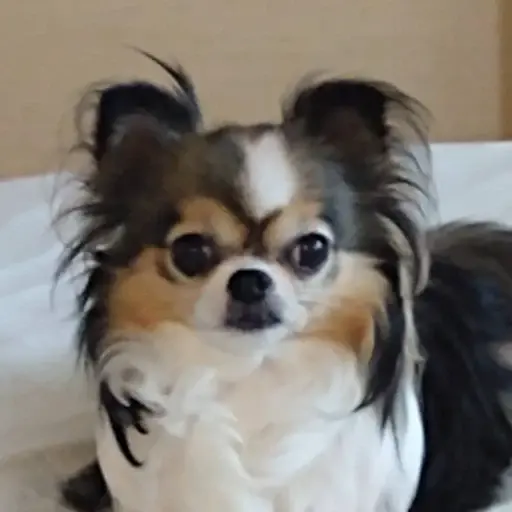 プロフィール写真