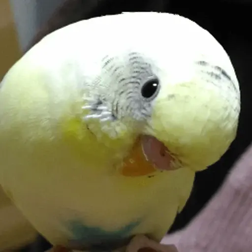 プロフィール写真