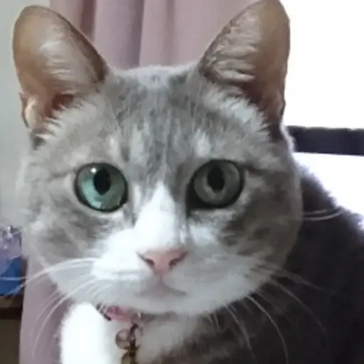 プロフィール写真