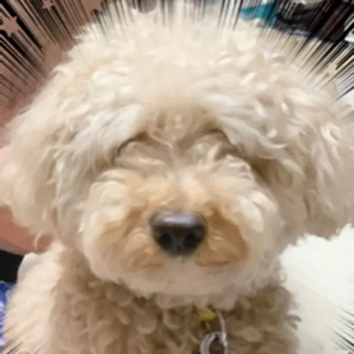 プロフィール写真
