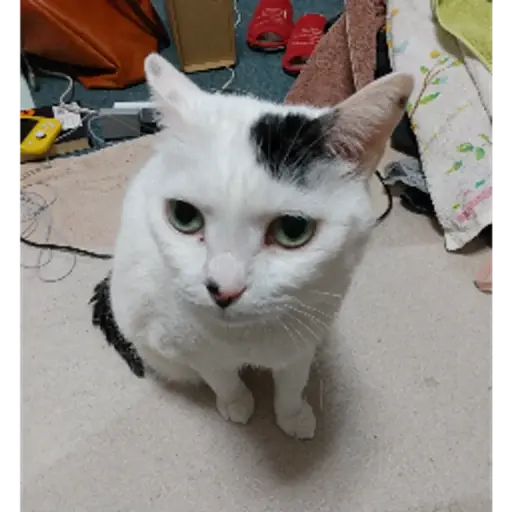 プロフィール写真
