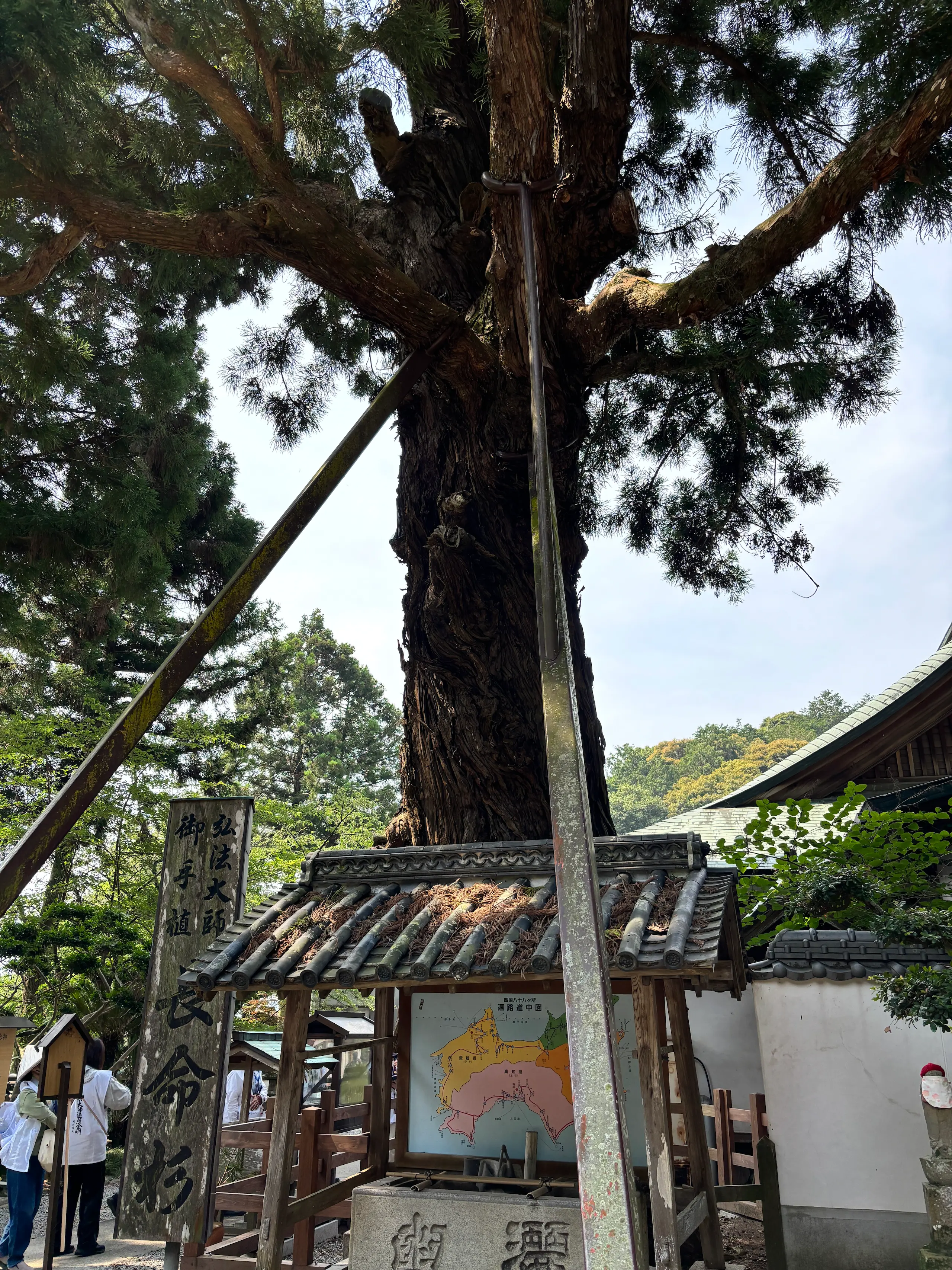 第2番 日照山 無量寿院 極楽寺 長命杉