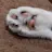 ゆきもも