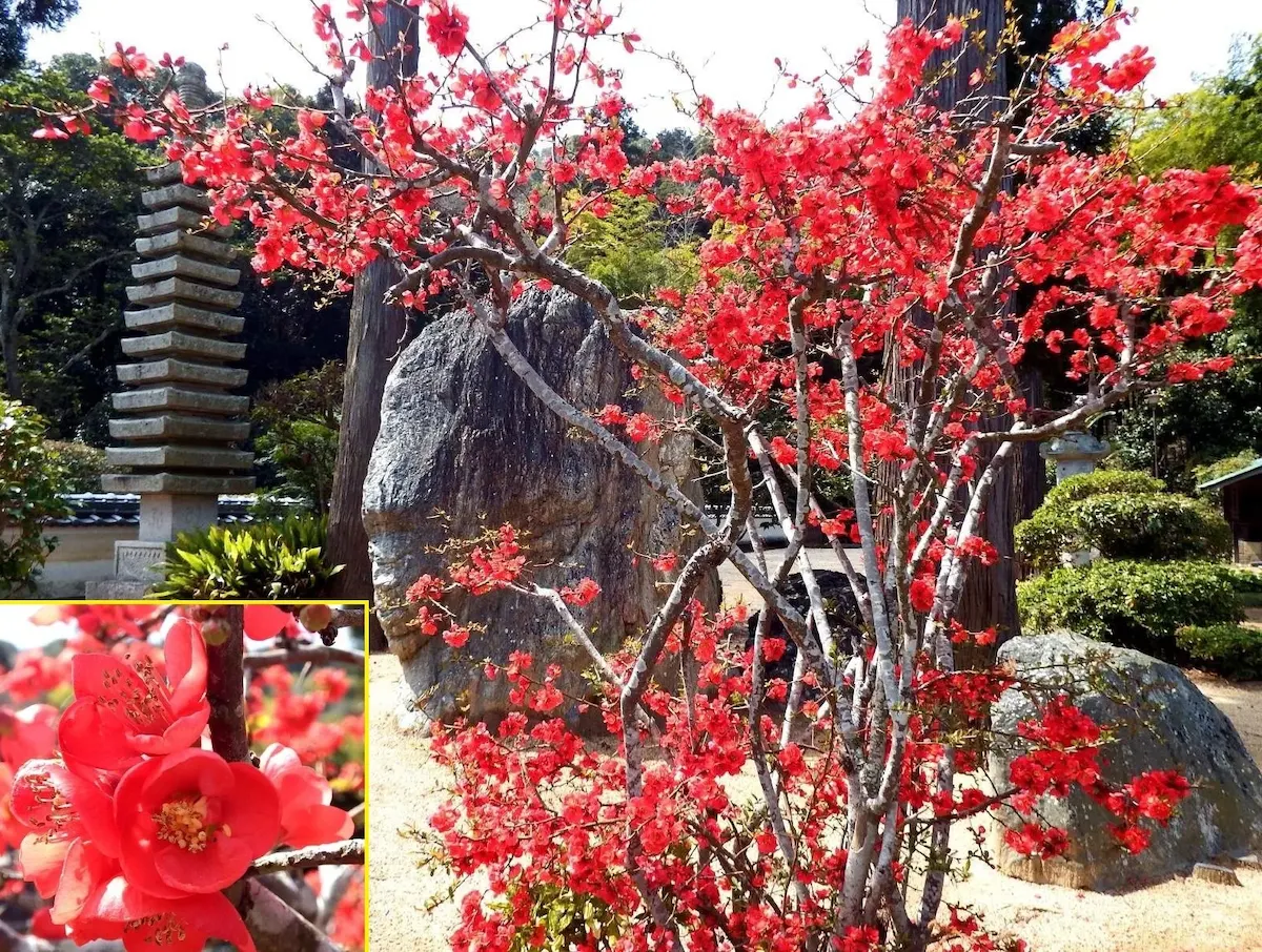 第52番 龍雲山 護持院 太山寺 境内
