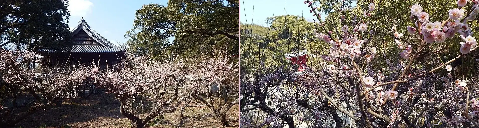 第3番 亀光山 釈迦院 金泉寺 境内