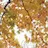 せん