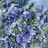 Rosemary