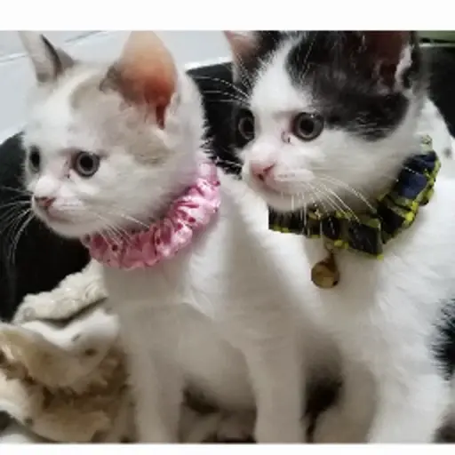 プロフィール写真