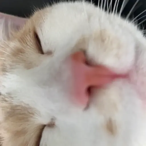 プロフィール写真