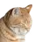みみたま