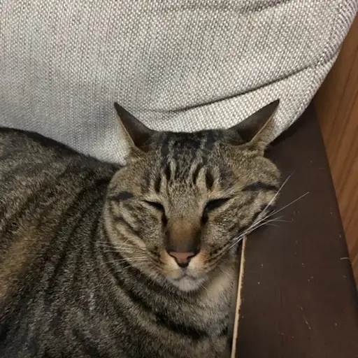 プロフィール写真