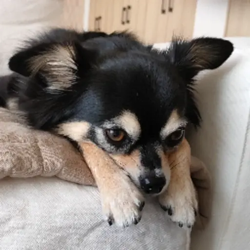 プロフィール写真