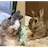 老うさぎキラ＆ラッキー